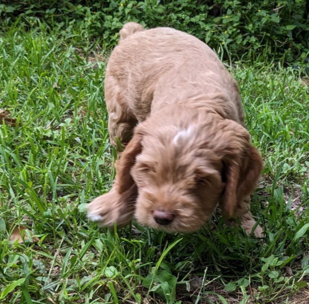 Cockapoo Puppies from Cano Cockapoos