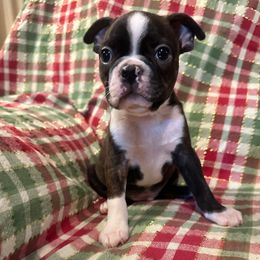 Buddy Boy 2 - Brindle and white male Boston Terrier puppy in Brookville, Ohio from Best Friend Bostons