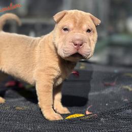Reba - Isabella dilute female Chinese Shar-Pei puppy in Salem, Ohio from WrinkleMonsters