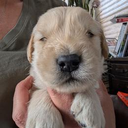 Transome - Golden male Golden Retriever puppy in Cody, Wyoming from Bliss Creek MTN Meadows