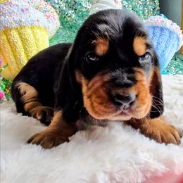 Asa - Black brown and white male Basset Hound puppy in Big Rapids, Michigan from Basket Hound Bassets