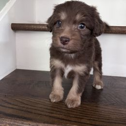 Aussiedoodle Puppies from Kingsden Aussies and doodles
