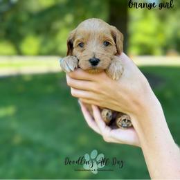 Orange girl - Red  female Goldendoodle puppy in Valdese, North Carolina from Doodling All Day Goldendoodles