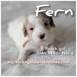 Fern - Parti female Goldendoodle puppy in Fort Worth, Texas from Stacy Warwick