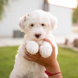 Sundae - Parti female Goldendoodle puppy in Meridian, Idaho from Country Club Doodles
