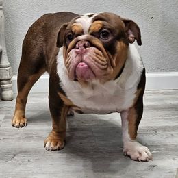 Vienna - Bulldog