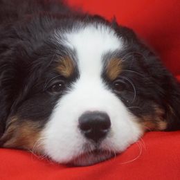 Bernese Mountain Dog Puppies from Lonesome Pine Farm