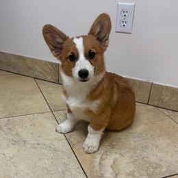 Cheddar - Red male Pembroke Welsh Corgi puppy in Mc Cammon, Idaho from Sunny J Corgis and Mini Americans