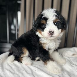 Biscuit - Tri-color male Bernedoodle puppy in Alpharetta, Georgia from Doodles of Buckhead