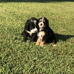 Bernedoodle and Goldendoodle Puppies from Heartfelt GoldenDoodles