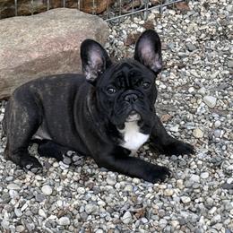 French Bulldog Puppies from Peche Mignon French Bulldogs