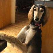 Salukis from Cori's Saluki