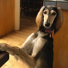 Salukis from Cori's Saluki