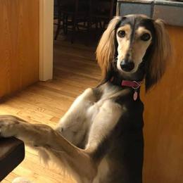 Salukis from Cori's Saluki