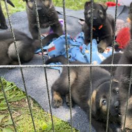 German Shepherd Puppies from Schrottplatz Landhai Kennel