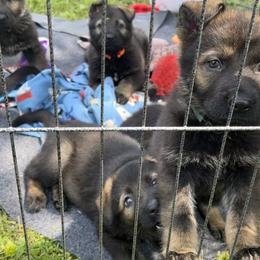 German Shepherd Puppies from Schrottplatz Landhai Kennel