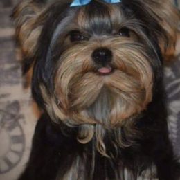 Yorkshire Terriers from Smoky Mountain Furbabies