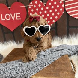 Marcia - Red  female Goldendoodle puppy in Huntington, Utah from Krispydoodle