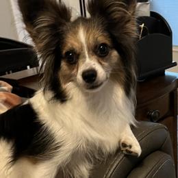 Abby - Papillon