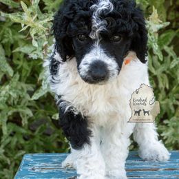 Poodle Puppies from Kindred Kennels
