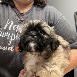 Chester - Tricolor male Shih Tzu puppy in Boiling Springs, South Carolina from Sherry Whiteside's Shih Tzus