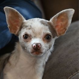 Piglet - Chihuahua