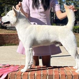 Jindo All Grown Up from Hwarang Kennel Korean Jindo | 화랑 진돗개