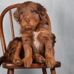 Zambezi - male Golden Mountain Doodle puppy in Murray, Utah from Good Looking Dogs