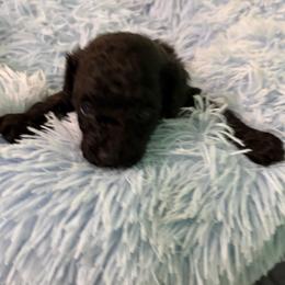 Pepper - Black male Poodle puppy in Brandenburg, Kentucky from Paradise Poodles