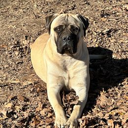 Kane - Bullmastiff