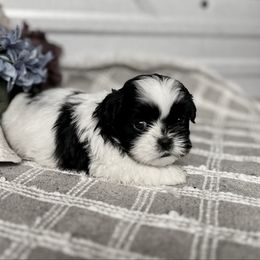 AKC Ash - Black and white male Shih Tzu puppy in Elgin, South Carolina from Silver Bells Paw Prints