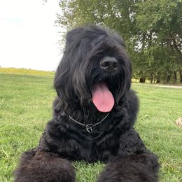 Margo - Black Russian Terrier