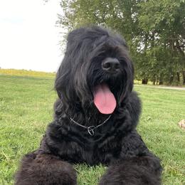 Margo - Black Russian Terrier