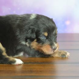 Nova - Black tri-color female Australian Shepherd puppy in Fultonville, New York from Sandy Aussies & Pomeranians