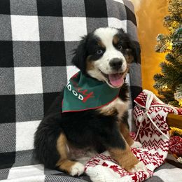 Boy 2 - Black tri Miniature Australian Shepherd puppy in Fontana, California from Quality Mini Aussies of SoCal