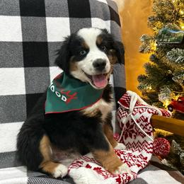 Boy 2 - Black tri Miniature Australian Shepherd puppy in Fontana, California from Quality Mini Aussies of SoCal