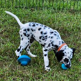 Dalmatian Puppies from Fuller Spots