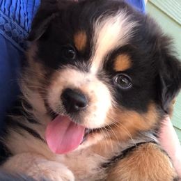 Australian Shepherd Puppies from Lynn Gregory - Blueridge Aussies