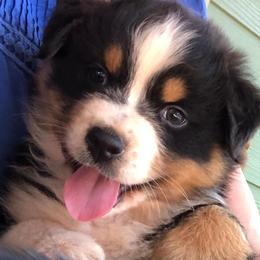 Australian Shepherd Puppies from Lynn Gregory - Blueridge Aussies