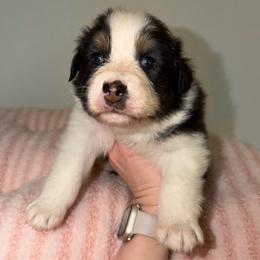 Fern - Black tri-color female Australian Shepherd puppy in Anniston, Alabama from All Hale Aussies