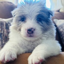 Slate - Slate merle female Border Collie puppy in Apple Valley, California from Flying S Ranch Border Collies