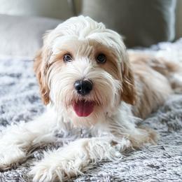 Harry - Gold and white male Tibetan Terrier puppy in Lane County, Oregon from Zara Tibetan Terriers