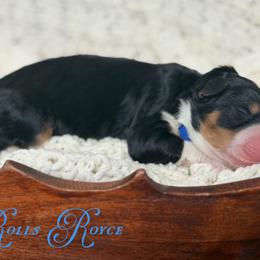 Rolls Royce - Tri-color male Bernedoodle puppy in Henry, Illinois from Rowe Farms Doodles