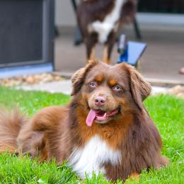 COMPASS - Miniature Australian Shepherd
