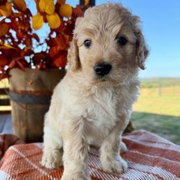 Wave - Cream male Goldendoodle puppy in Wyandotte, Oklahoma from Goldendoodles of NE OK