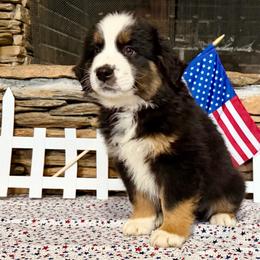 Sirius - Black tri-color male Australian Shepherd puppy in Red Springs, North Carolina from Julia Rose Ranch
