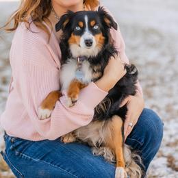 Onyx - Miniature Australian Shepherd