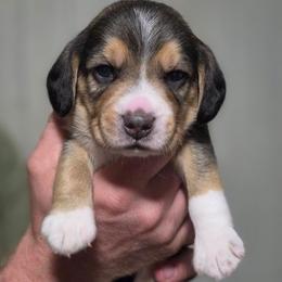 Scyther - Black fawn and white male Beagle puppy in Brockway, Pennsylvania from Sugar Hill Hounds