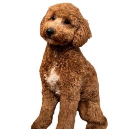 Magnolia - Poodle