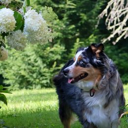 Genie - Australian Shepherd